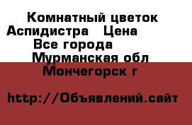 Комнатный цветок Аспидистра › Цена ­ 150 - Все города  »    . Мурманская обл.,Мончегорск г.